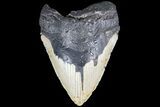 Bargain, Megalodon Tooth - North Carolina #83977-1